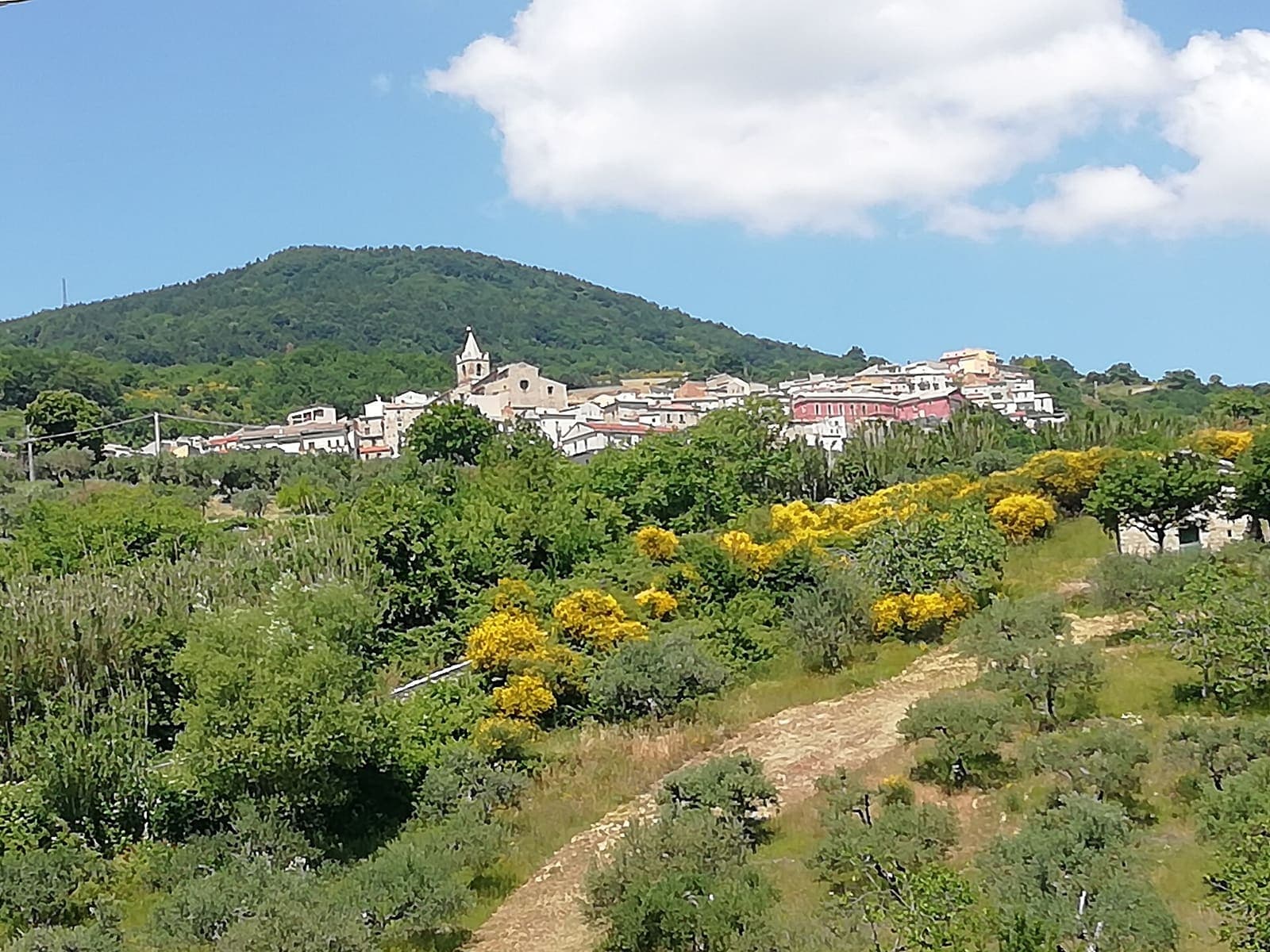 Castelmauro sulla collina, tra il verde e le ginestre in fiore